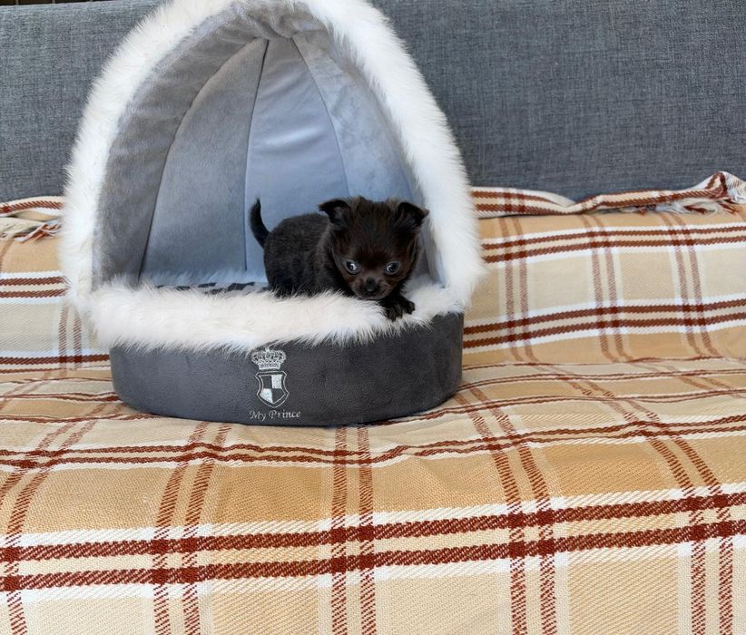 Chihuahua Cinza de pêlo comprido