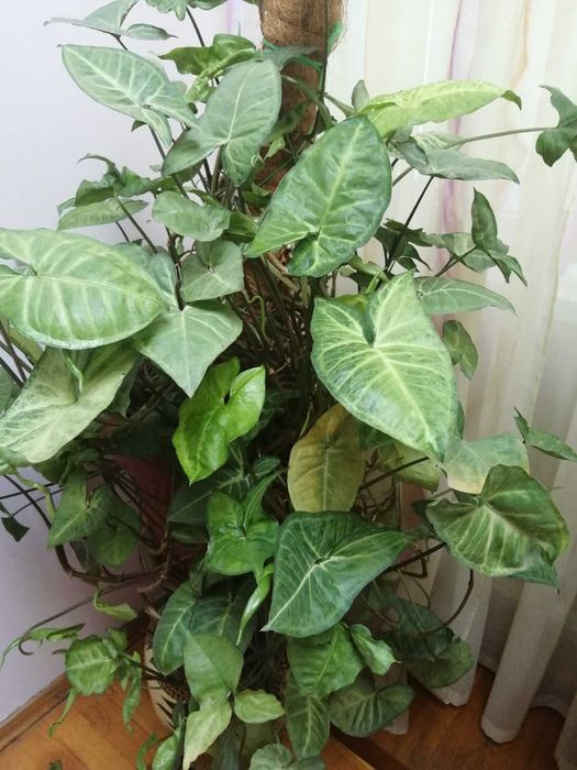 Сингониум -красивое вьющееся комнатное растение