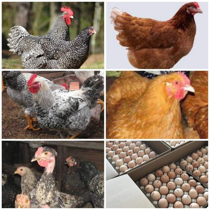 Інкубаційне яйце м'ясо-яєчні імпорт та Україна, відправка по Україні