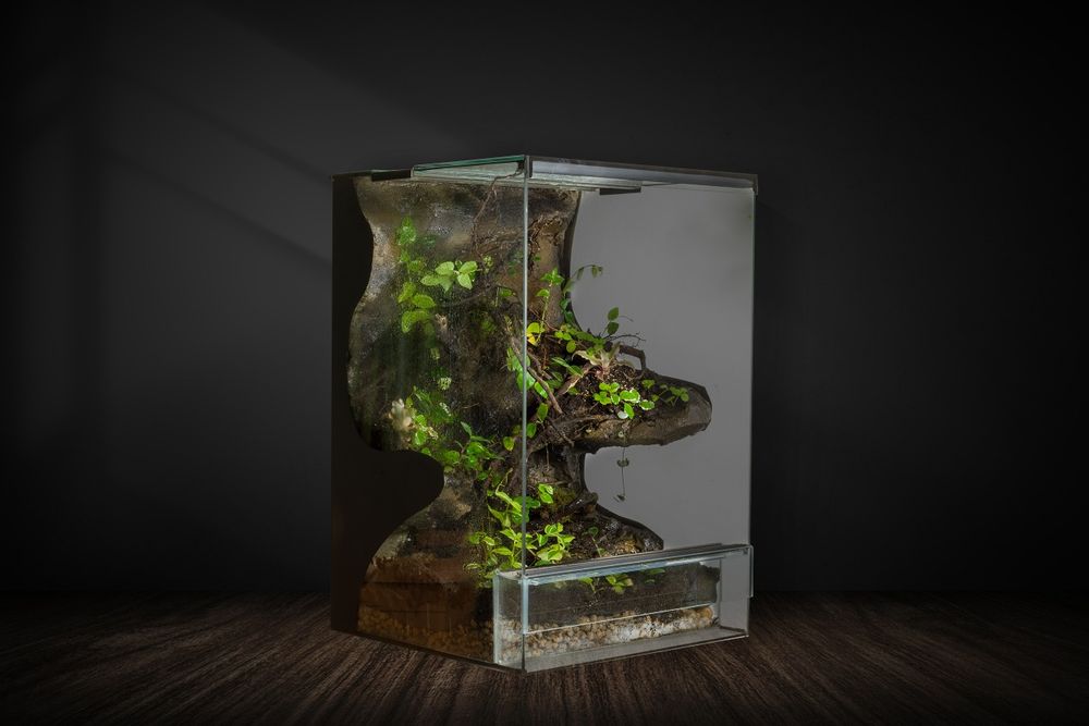 Terrarium tropikalne gekon