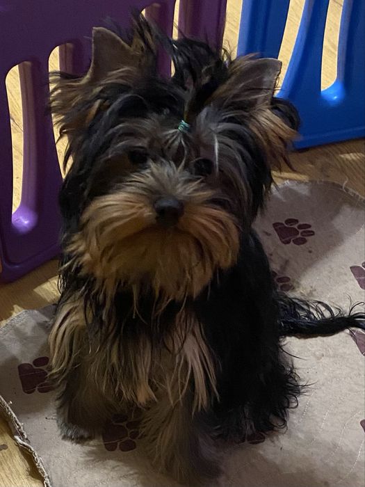 Девочка йоркширский терьер стандарт