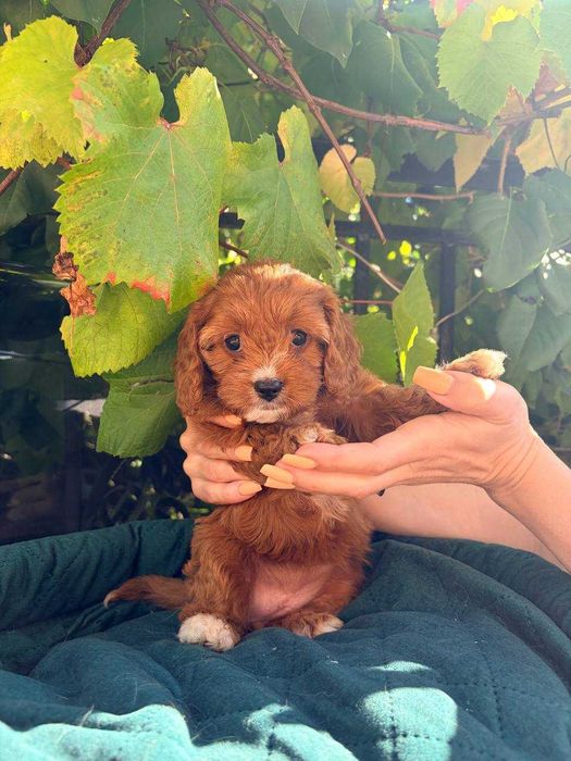 CAVAPOO - przeuroczy  maluch