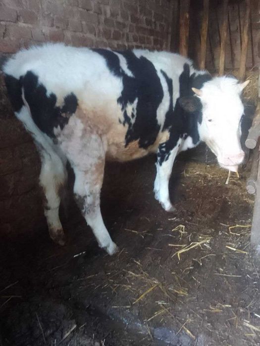 Теличка на відгодівлю