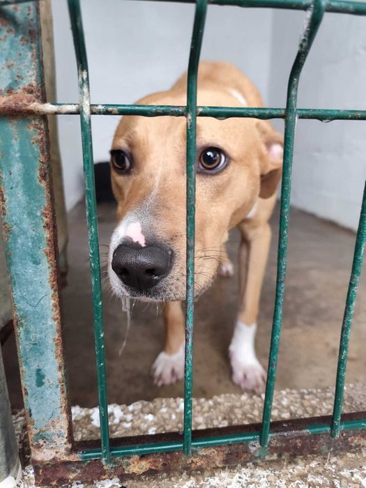 COSMO (Macho, Porte Médio) Para Adoção