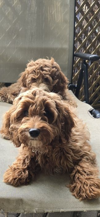 Cockapoo/ dziewczynka