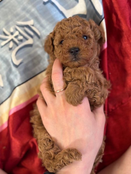 Роскошный мальчик мальтипу ред браун