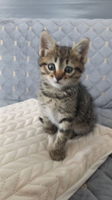 Кошенята в добрі руки