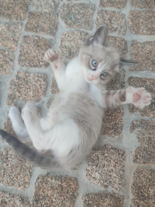 gatinhos para adoção