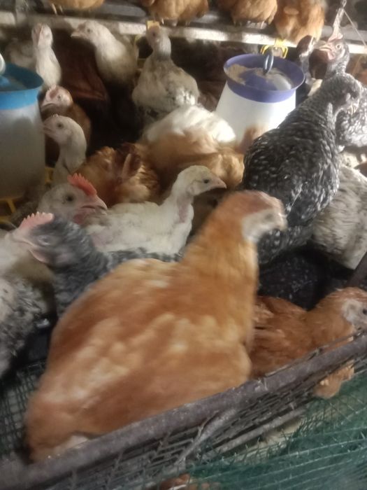 Продам курчат мясояічної породи