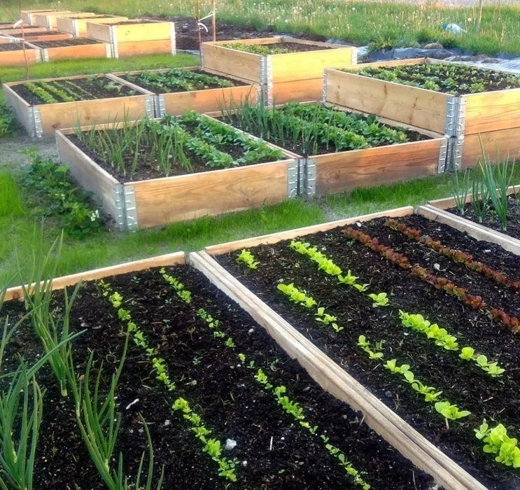 Grządki warzywnik drewniana