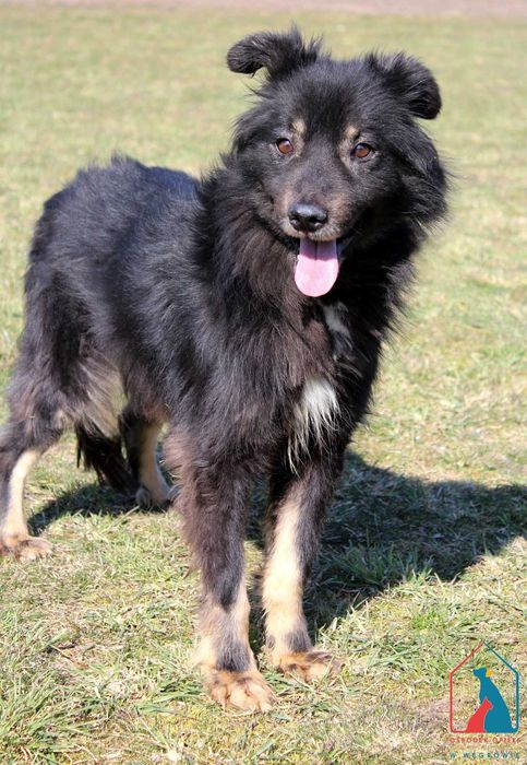 SPOKOJNY, przeuroczy, bardzo łagodny i subtelny - pokochaj Aldo