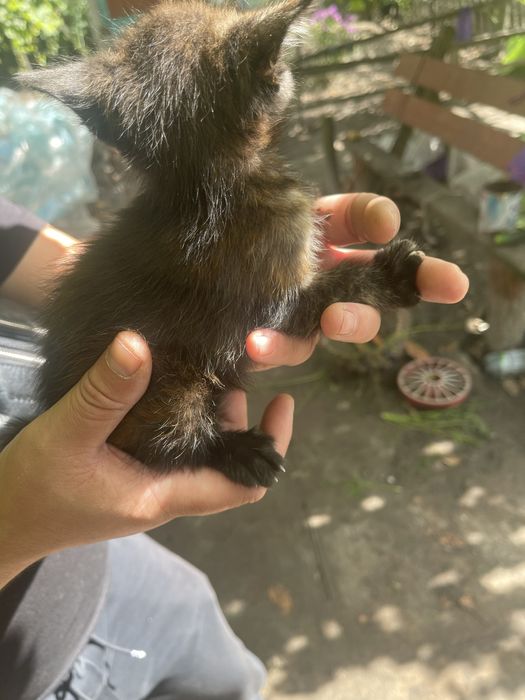 Кіцьки в добрі руки, безкоштовно.