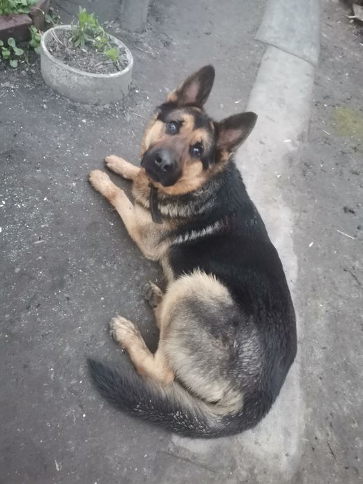 Молодий німчик, ще не розв'язаний наречений чекає у гості наречену