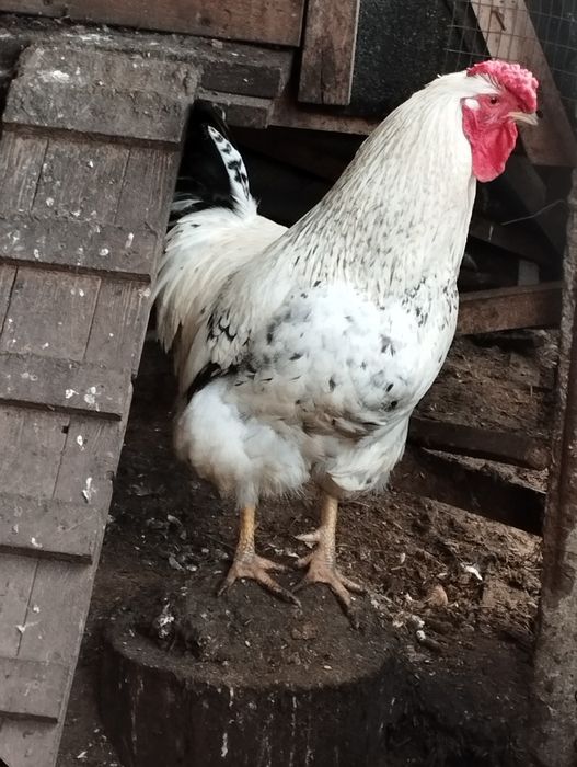 Продаю домашних петухов .