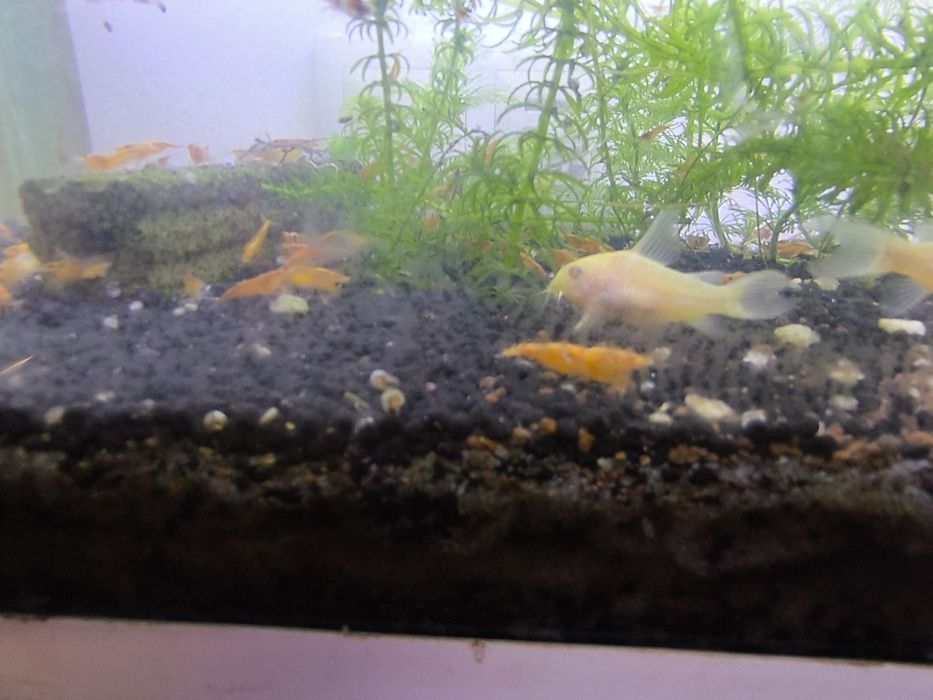 Neocaridina orange