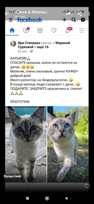 Отдам даром котика и кошку