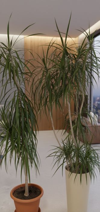Dracena obrzeżona duża 160cm bez doniczek
