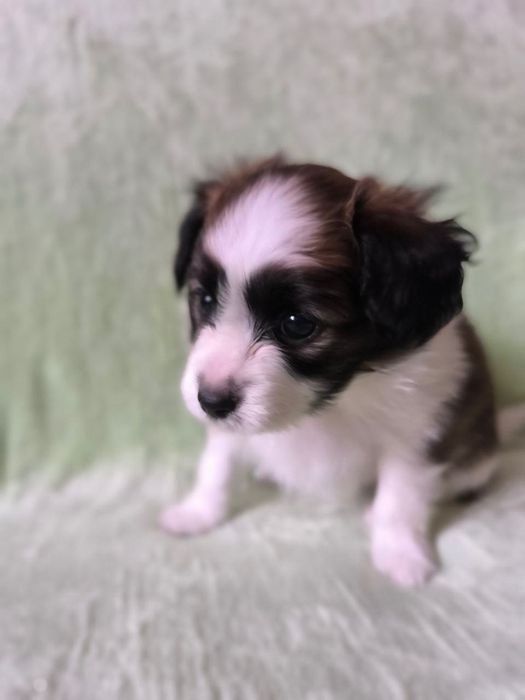 Цуценя хлопчик РАФАЕЛЛО континентальний той спаніель фален