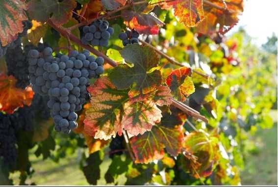 Uvas Beira Interior para vinho