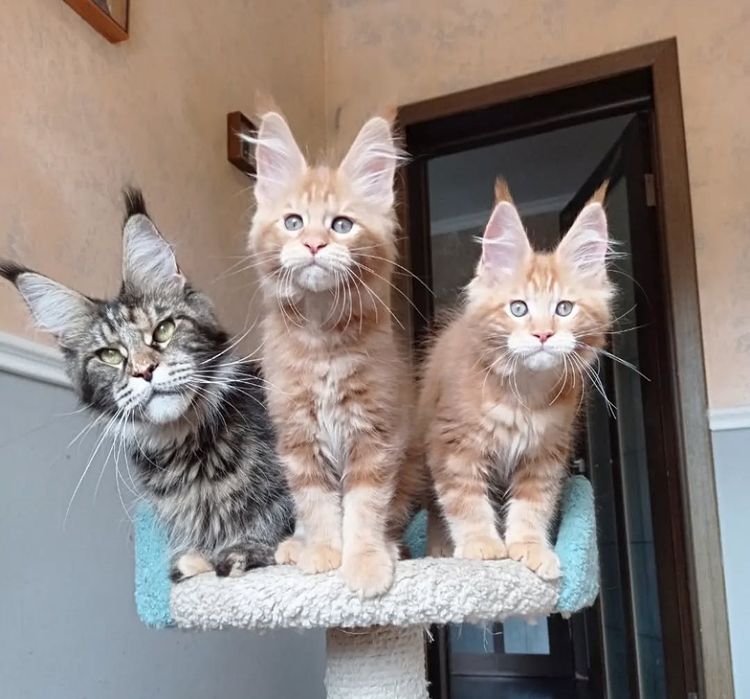 Малыши мейн-кун на продажу