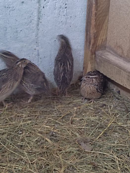 Sprzedam 6 przepiórek