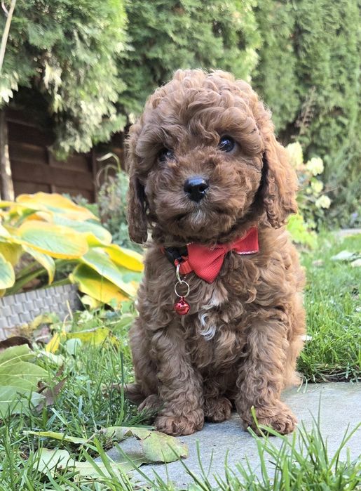 Cavapoo Samczyk F1B