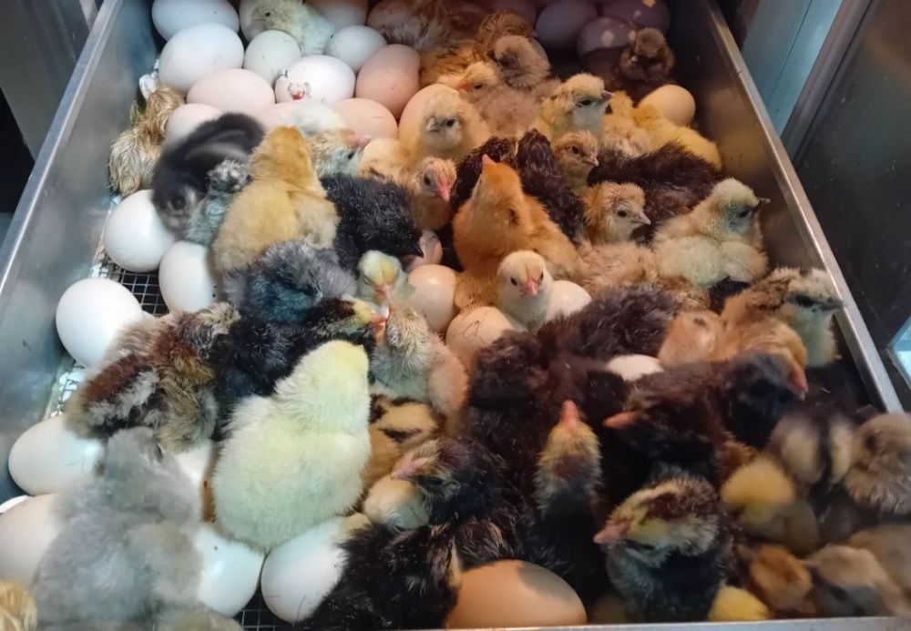 Pisklęta marans araucana silka wayendotte...