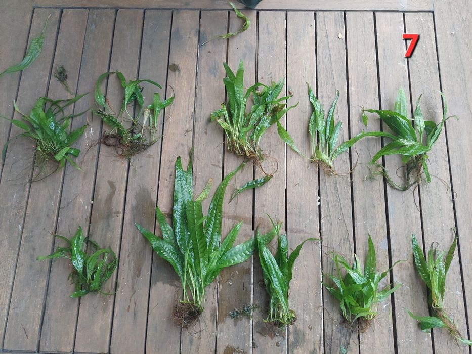 plantas aquário de fácil manutenção