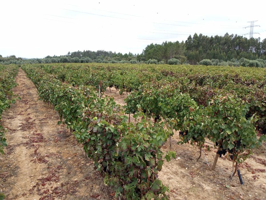 Vinha jovem com perto de 2 hectares