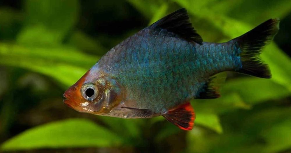 Brzanka sumatrzańska zielona - Brzanka mszysta - Brzanka zielona