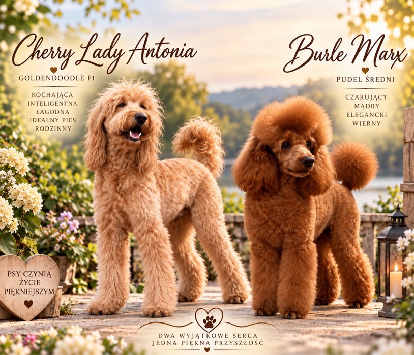 Goldendoodle F1b szczenię