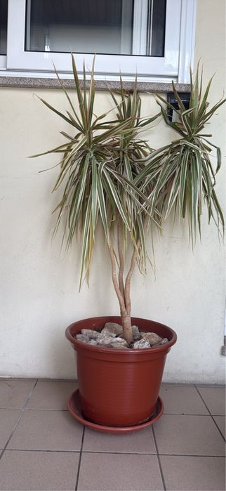Vendo planta  Dracaena Marginata Grande com Vaso e Pedra - Dragoeiro-de-Madagaskar)