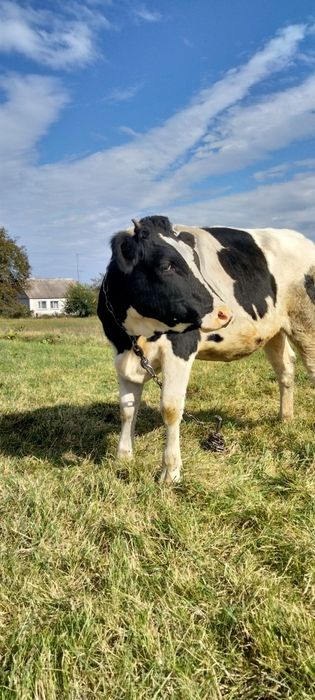 Продам залучену тилицю