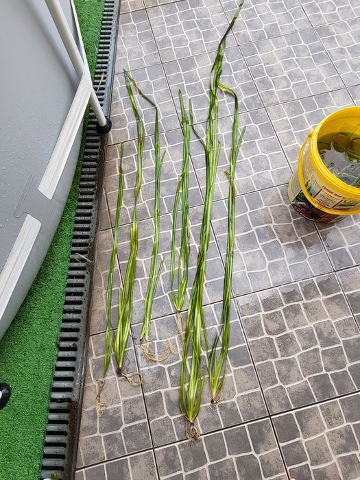 Troco plantas aquário