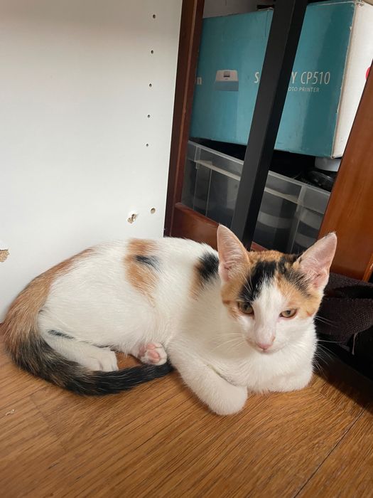 Gatos para adoção vacinados