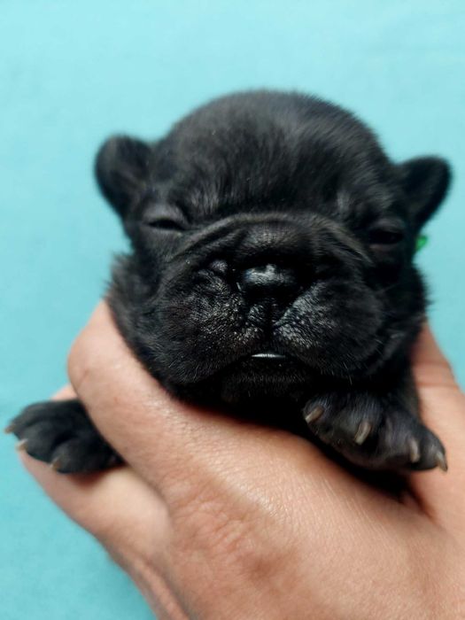 Buldog francuski piesek Master z rodowodem ZKwP/FCI