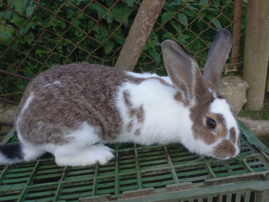 Kroliki.samce ,samice, młodzież