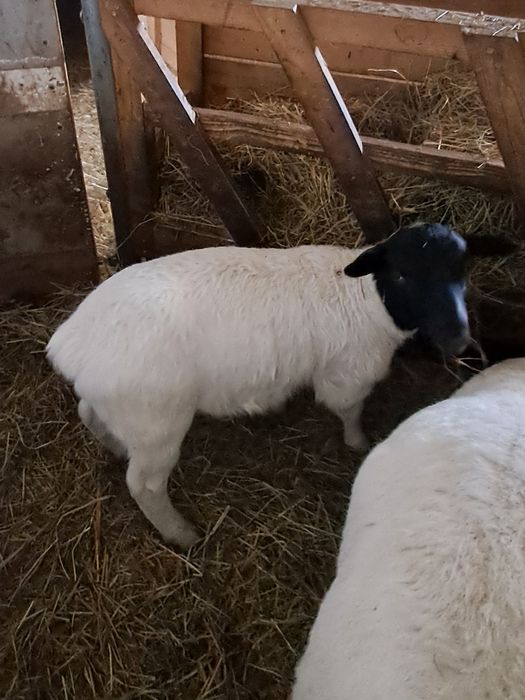 Baranek, tryczek DORPER 2,5 mies.