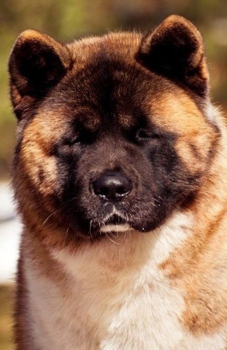 Обирай найкраще! Американська Акіта