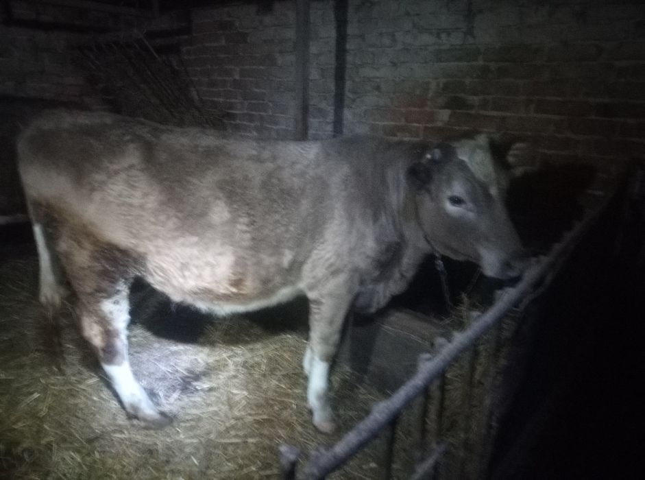 Теплиця на тримання