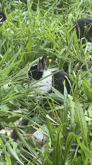 Coelho anão varias cores