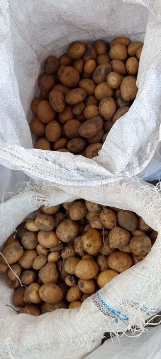 Картопля для годівлі тварин