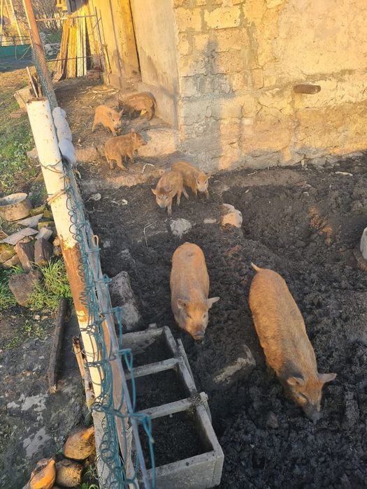 Поросята Кармали