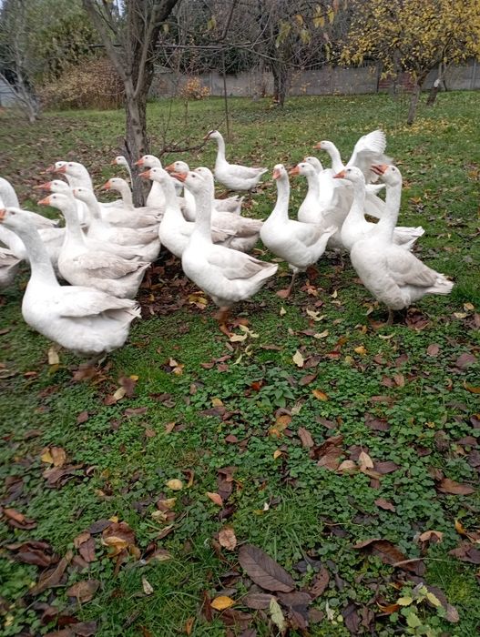 Gęsi tegoroczne *