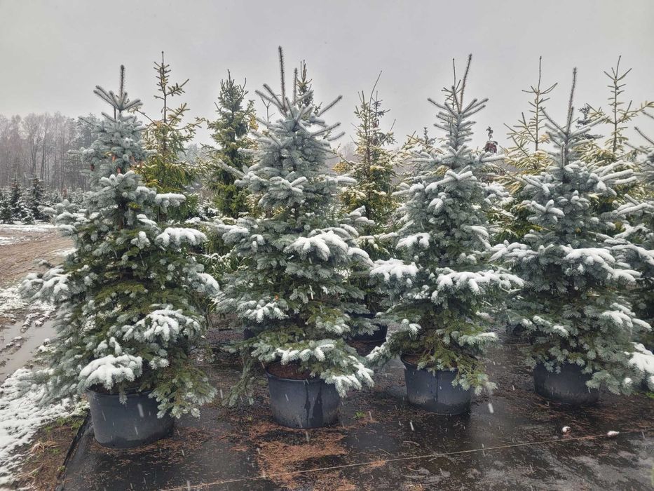 Jodła Świerk Sosna Choinki Dostawa wybór wys 20cm-5m doniczka cięta