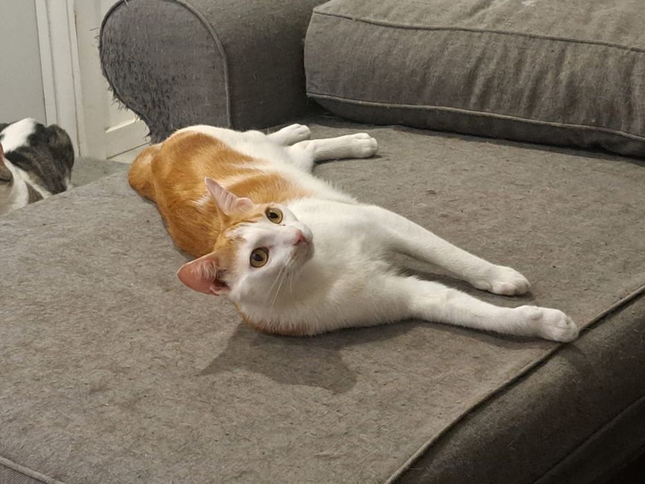 Gato para dar em adopcão