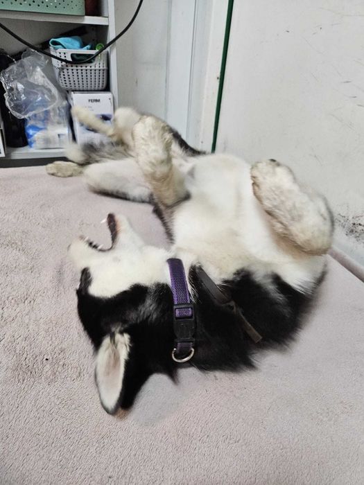 Zaginęła suczka husky Akira