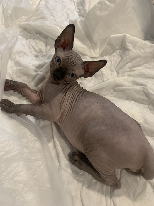 Канадський сфінкс