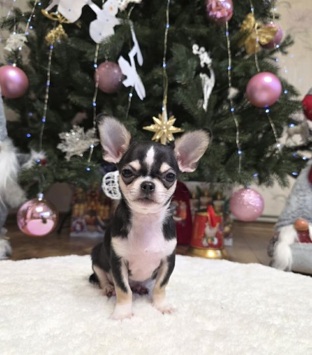 Неймовірні хлопчики. Чарівні чихуахуа.