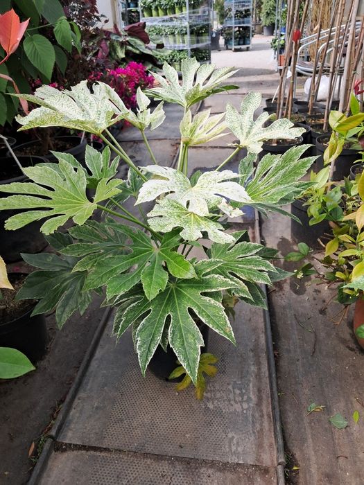 Fatsia Spider zimozielona
